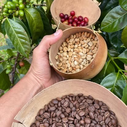 Light Roast – Wild Awakening